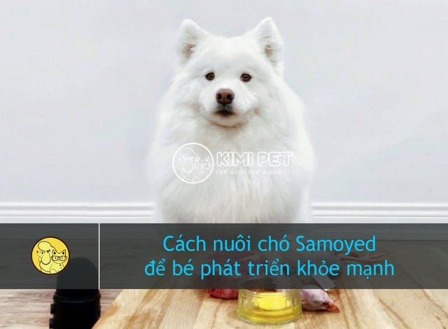 Cách nuôi chó Samoyed