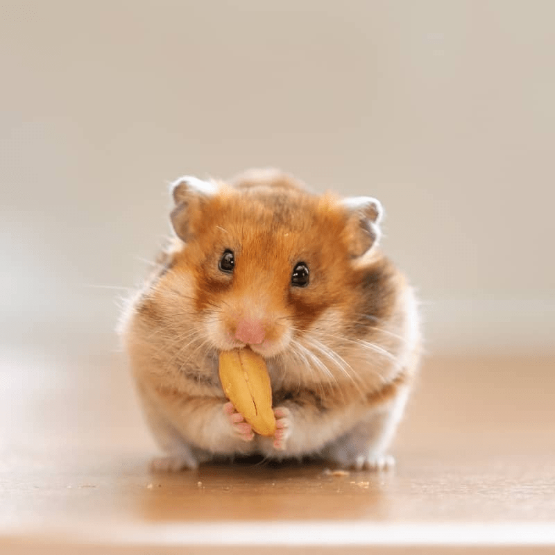 chuột hamster hà nội