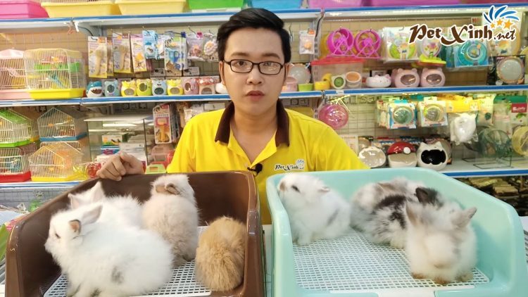 Hồ Chí Minh Cửa hàng thú cưng