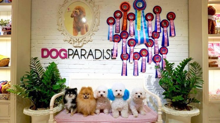 Dog Paradise
