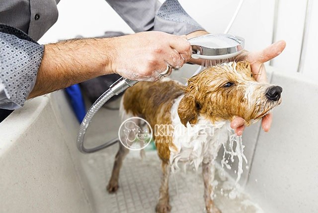 Chú chó được chủ tắm sạch sẽ