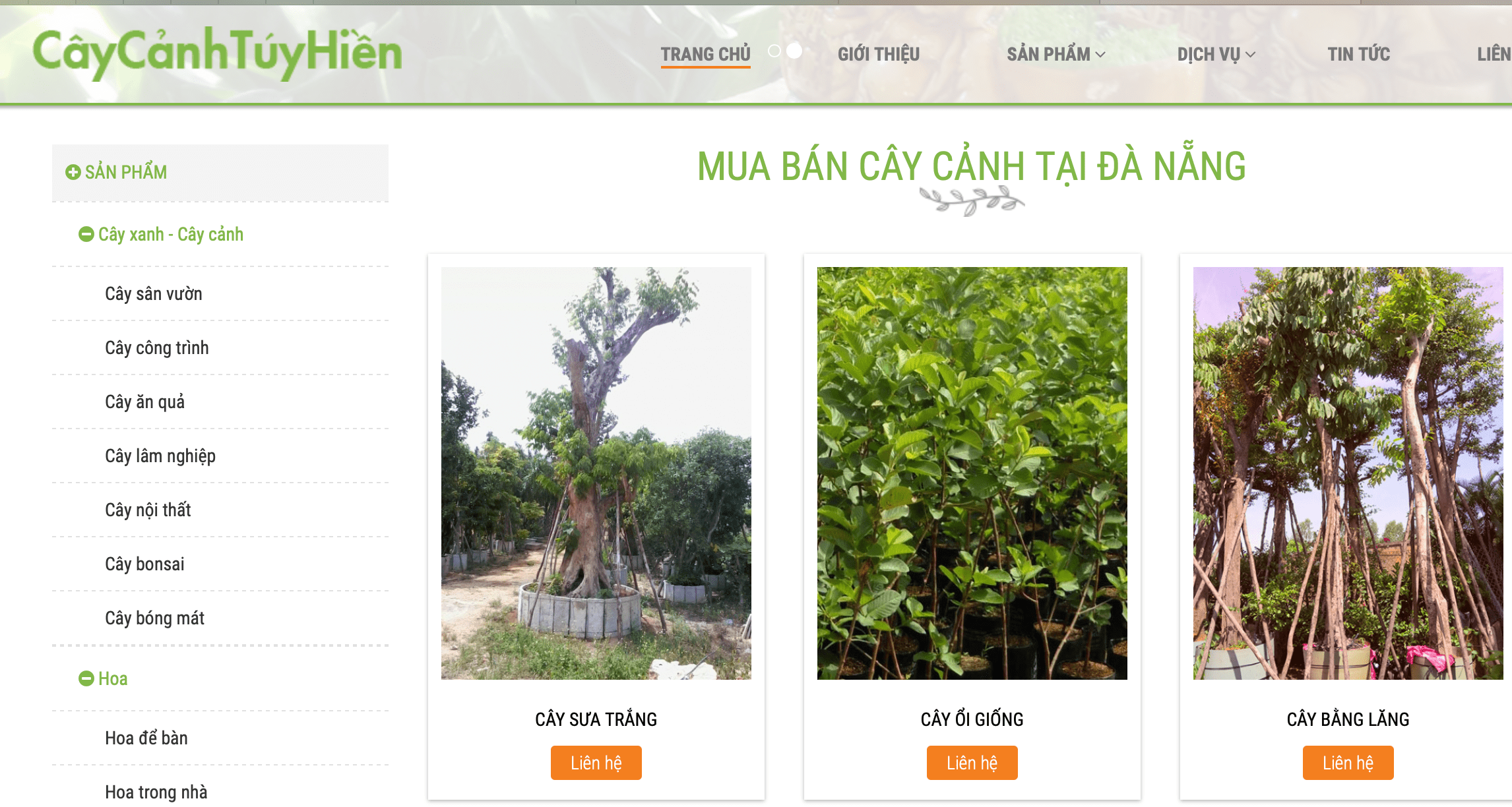 cây cảnh Đà Nẵng