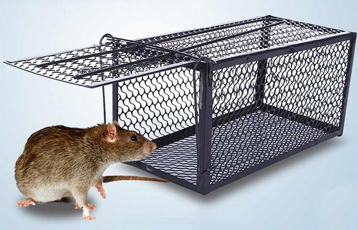 diệt chuột Đăk Lăk