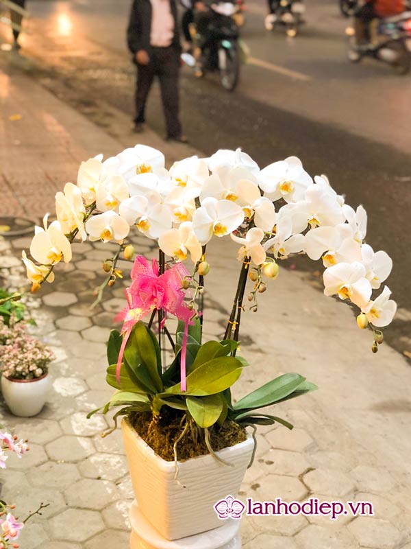 Cửa hàng hoa lan Orchid's Hanoi Orchids