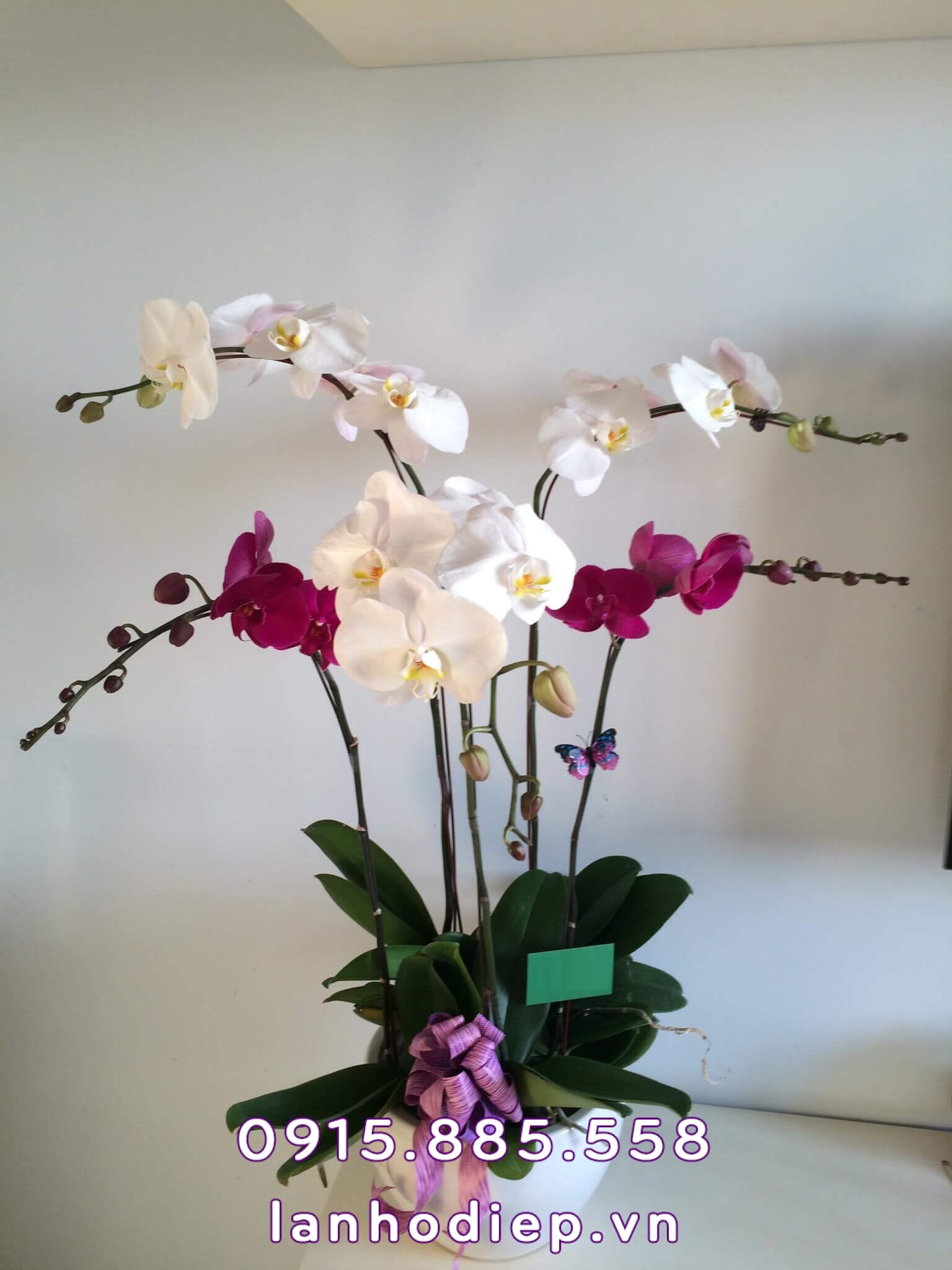 è specializzato in orchidee ad Hanoi