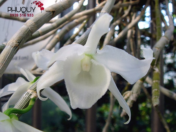Fu Qi Phalaenopsis Orchid