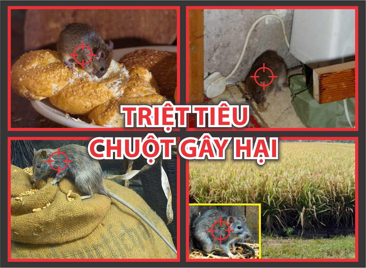 diệt chuột Thanh Hoá