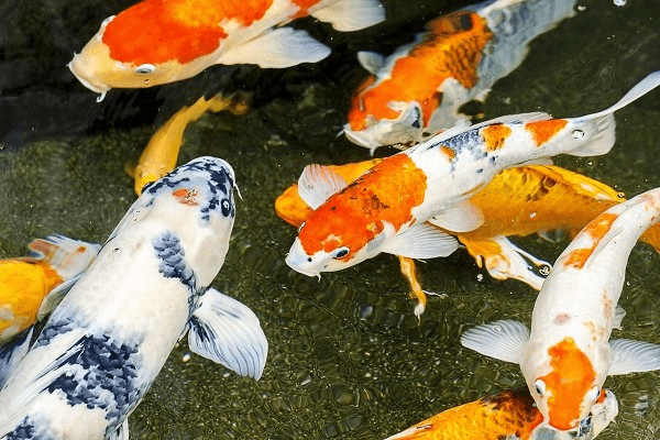 Trang trại cá koi Biên Hòa