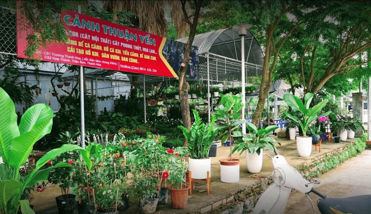 cây cảnh Thanh Hoá