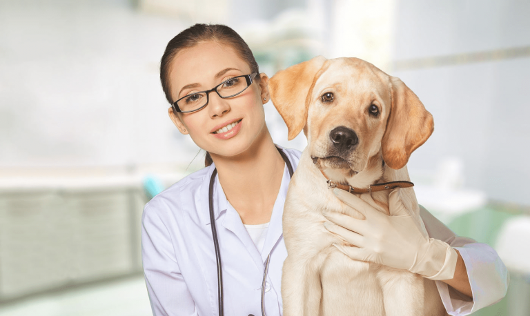 Bệnh Viện Thú Y Pethealth