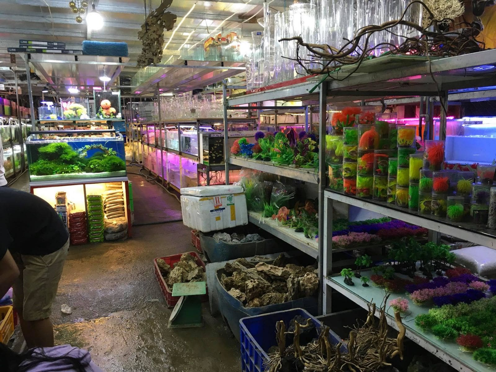 Kỹ thuật nuôi cá Váy Dạ Quang lên màu đẹp phát sáng | cá cảnh | cá cảnh mini