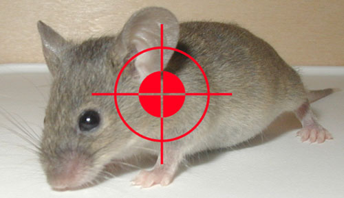 báo giá dịch vụ diệt chuột