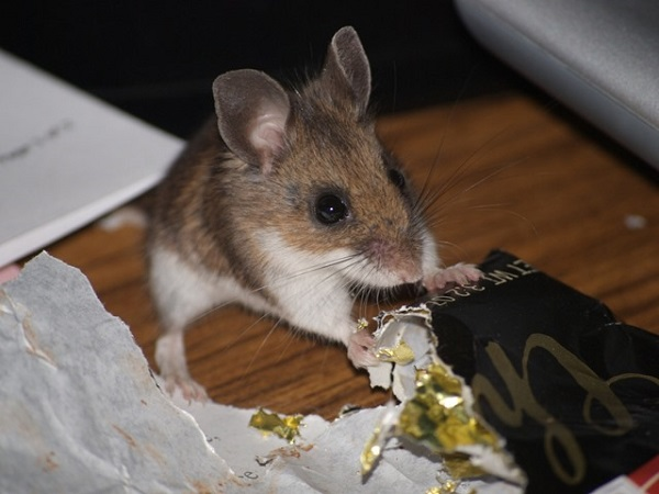 Tác hại của loài chuột là gì?