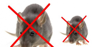 Tại sao nên diệt chuột?