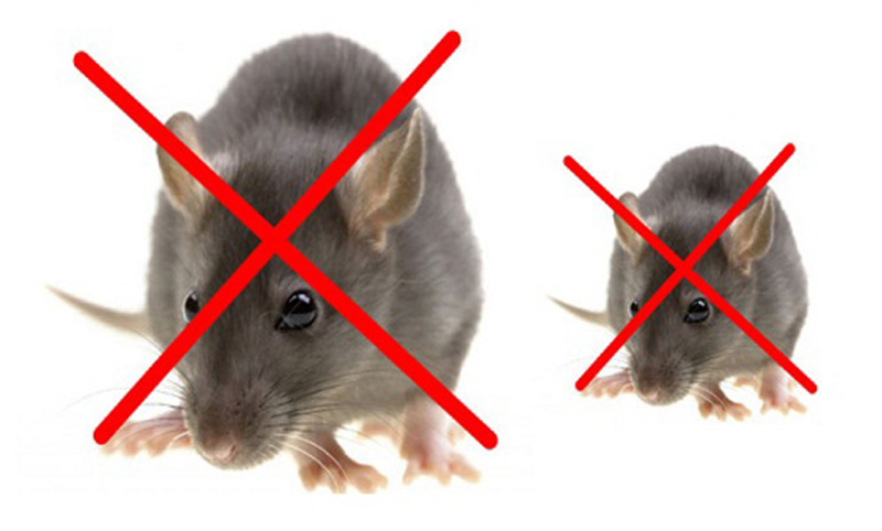 Tại sao nên diệt chuột?
