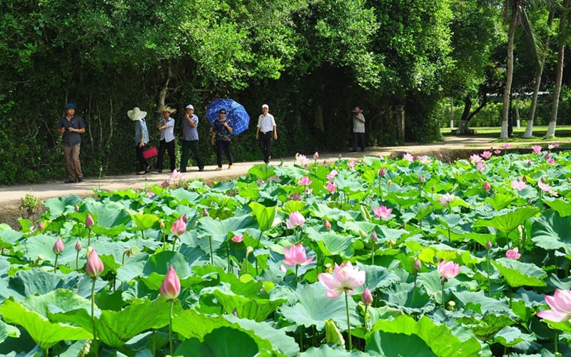 Làng Sen Quê Bác - Địa điểm chụp ảnh đẹp ở Nghệ An