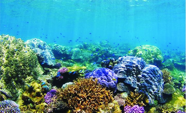 lặn ngắm san hô ở phú yên