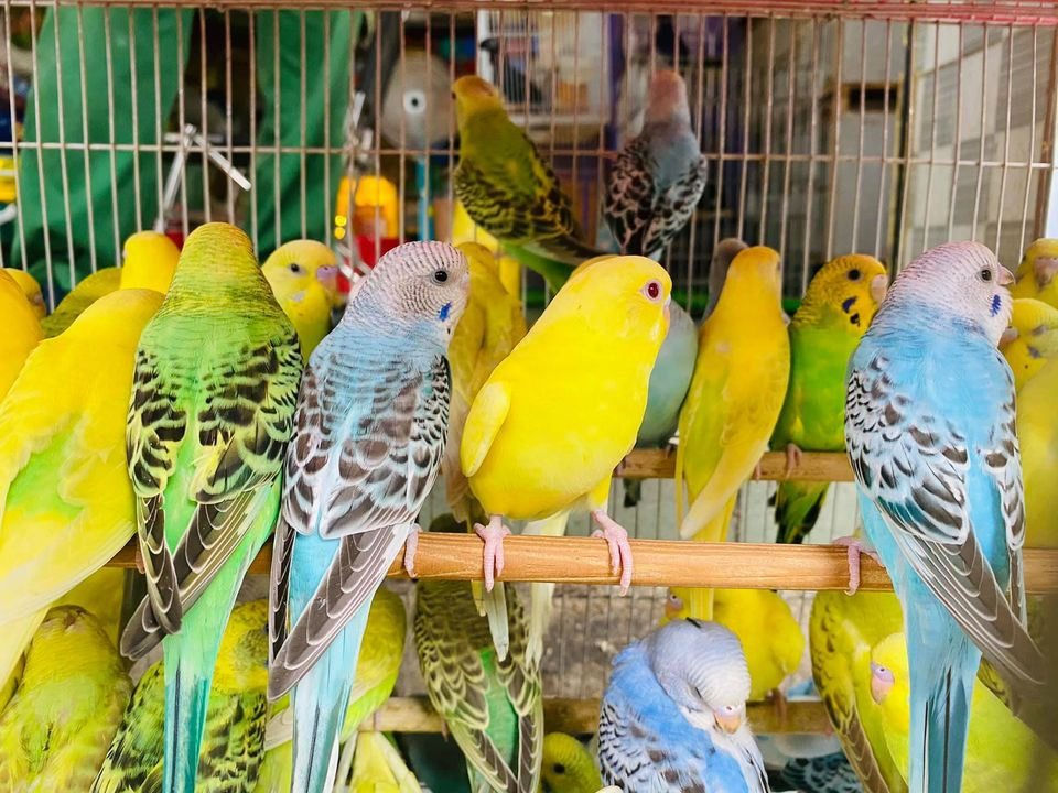 Tổng hợp các loại chim cảnh dễ nuôi tại Việt Nam - Tin Đẹp