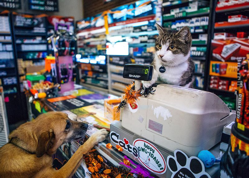 Shop Thú Cưng Bình Phước