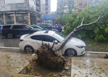 Bảo hiểm thân vỏ có thể bồi thường thiệt hại do cây đổ, vật rơi nếu rủi ro thuộc phạm vi hợp đồng