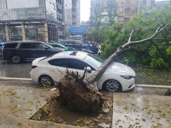 Bảo hiểm thân vỏ có thể bồi thường thiệt hại do cây đổ, vật rơi nếu rủi ro thuộc phạm vi hợp đồng